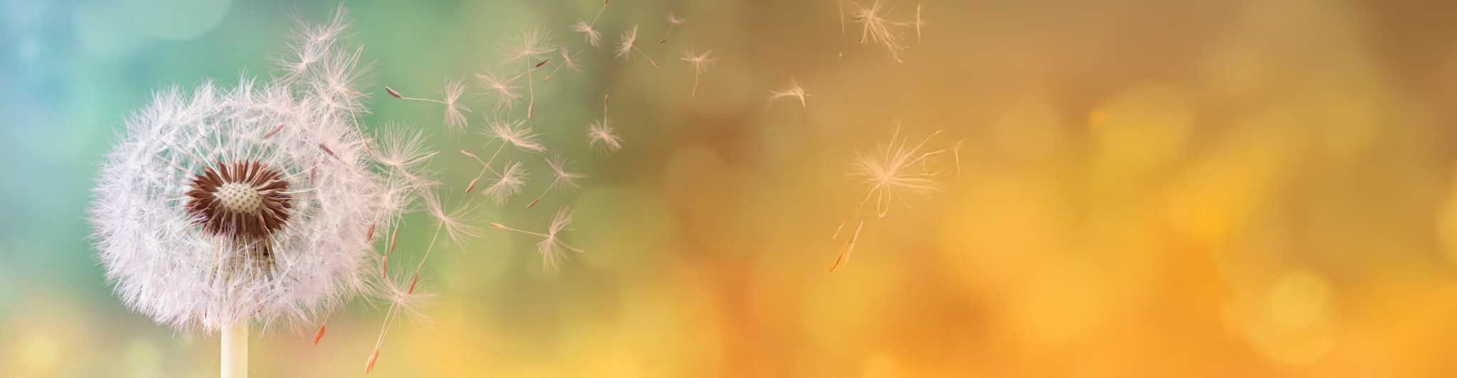 bg_teaser